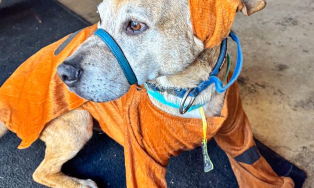 Four-legged dogs celebrate Halloween at Three Legged Dog