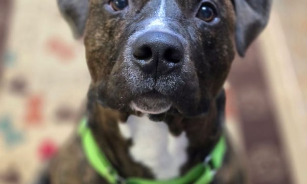 Paws for a Cause pet costume contest coming to Three Legged Dog